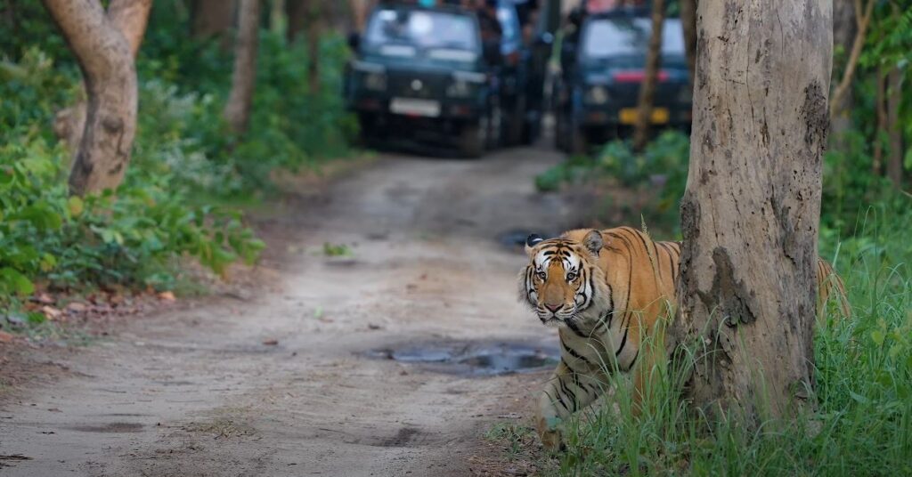 Pilibhit Tiger Reserve