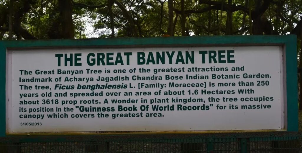 the great banyan tree